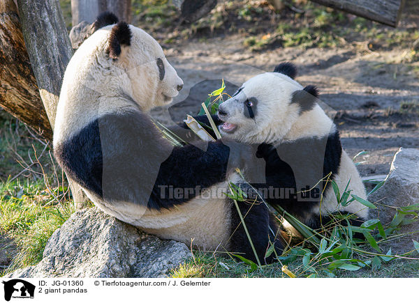 2 Groe Pandas / 2 giant pandas / JG-01360