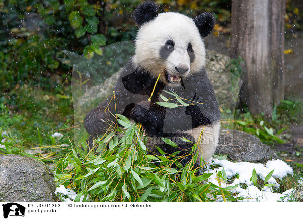 Groer Panda / giant panda / JG-01363