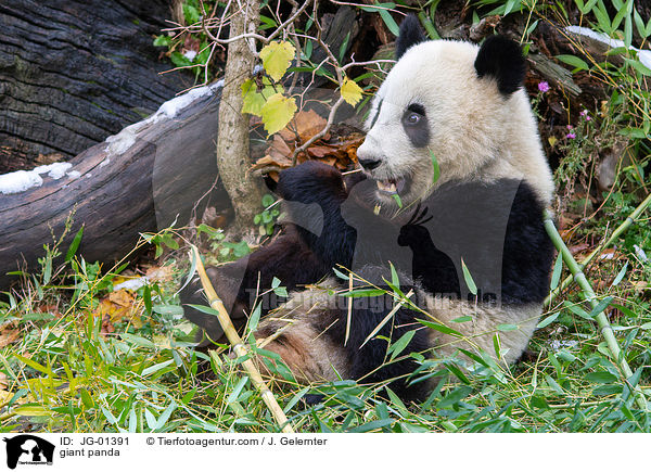 Groer Panda / giant panda / JG-01391