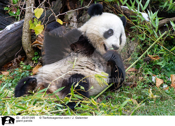 Groer Panda / giant panda / JG-01395