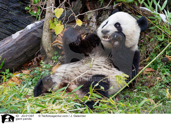 Groer Panda / giant panda / JG-01397