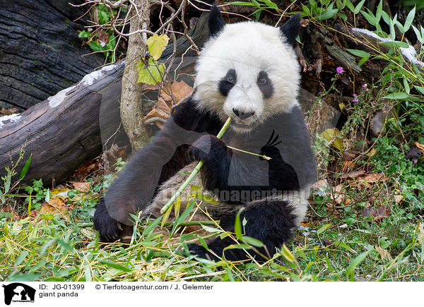 Groer Panda / giant panda / JG-01399