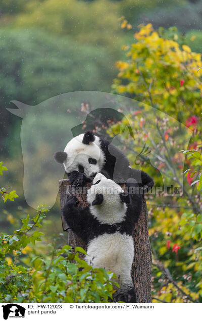 giant panda / PW-12923