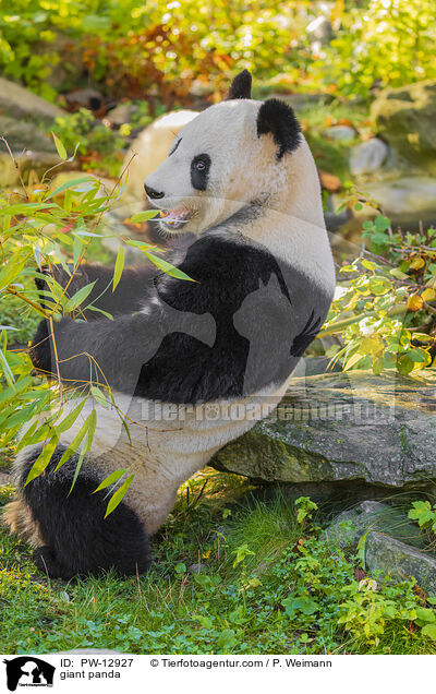 Groer Panda / giant panda / PW-12927