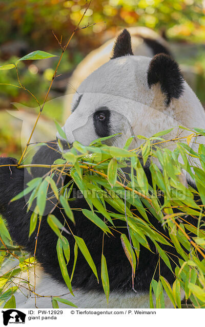 giant panda / PW-12929