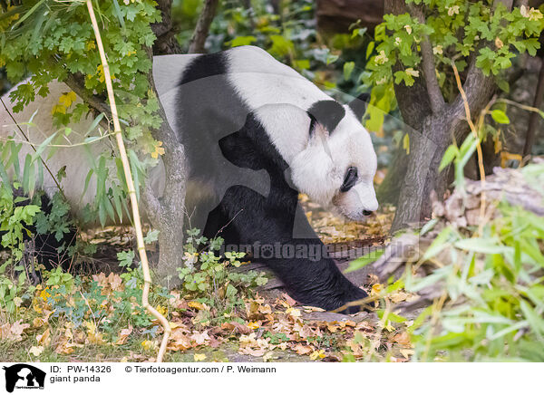 giant panda / PW-14326