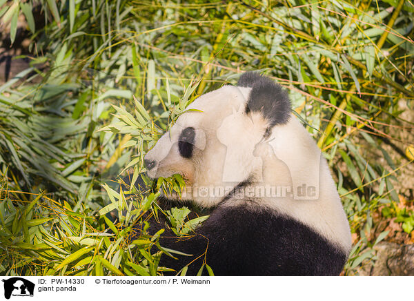 Groer Panda / giant panda / PW-14330