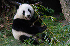 giant panda