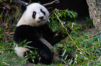 giant panda