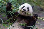 giant panda