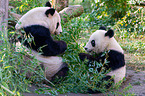 2 giant pandas