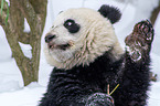 giant panda