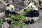 2 giant pandas