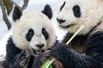 2 giant pandas