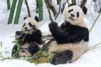 2 giant pandas