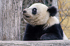 giant panda