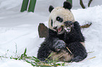 giant panda