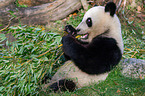 giant panda