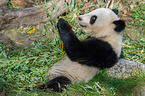 giant panda