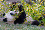 giant panda