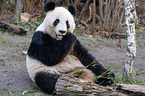 giant panda