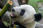 giant panda