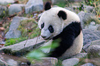 giant panda