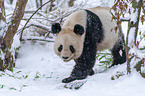 giant panda