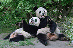 2 giant pandas