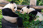 2 giant pandas