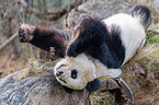giant panda