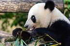 giant panda
