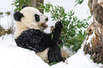 giant panda