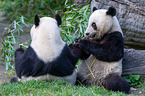 2 giant pandas