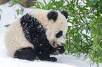 giant panda