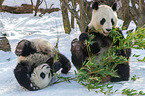 2 giant pandas