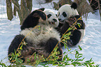 2 giant pandas
