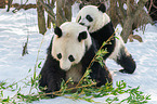 2 giant pandas