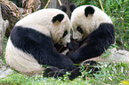 2 giant pandas