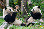 2 giant pandas