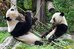 2 giant pandas