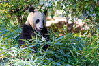 giant panda