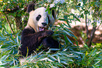 giant panda