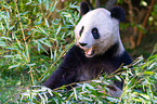 giant panda
