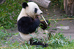 giant panda