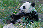 giant panda