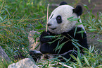 giant panda