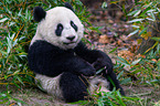 giant panda