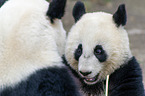giant panda