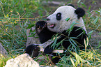 giant panda